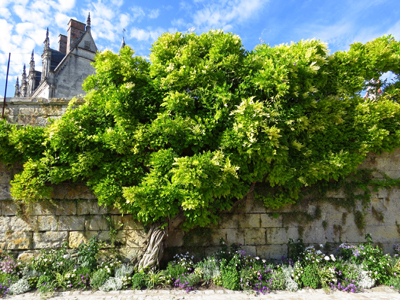 JARDIN DU CHÂTEAU ROYAL D'AMBOISE