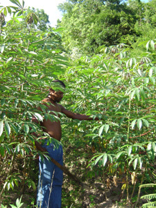 LA SAVANE DES ESCLAVES