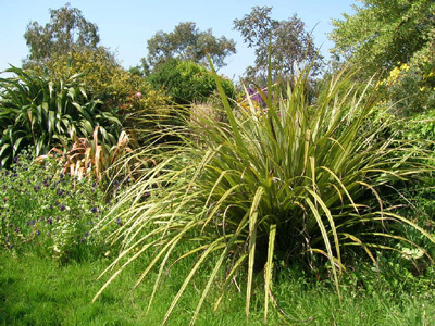 LES CORDYLINES