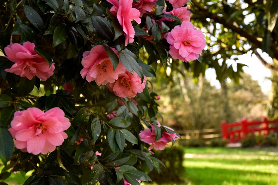 LES JARDINS DE BROCÉLIANDE