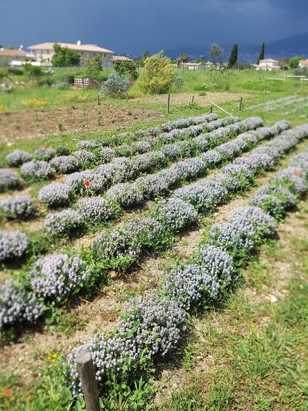 LES JARDINS DU MUSÉE INTERNATIONAL DE LA PARFUMERIE