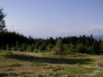 ARBORETUM EXPERIMENTAL DE CHARVOLS