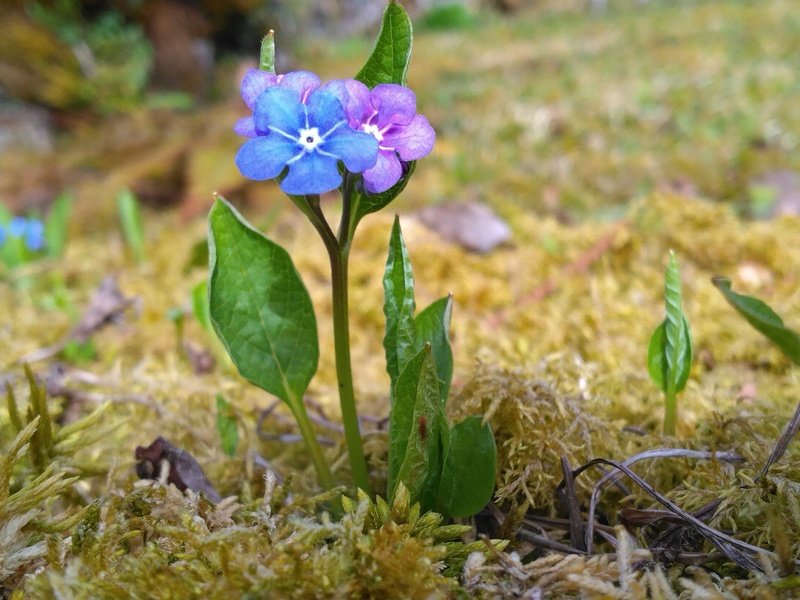 Jardin botanique alpin de la Jaÿsinia