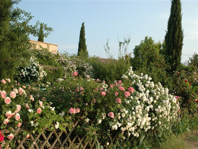 LE JARDIN DU CHEMIN DE RONDE