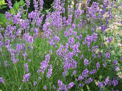 JARDIN SENSORIEL DU SITE DU NEUHOF