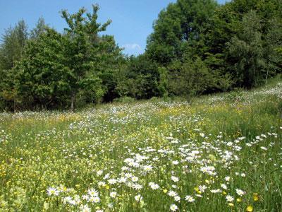 Le Jardin du Naturaliste