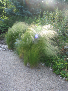 JARDIN BOTANIQUE DE SAINT CHAMOND