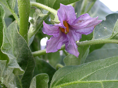LE POTAGER DU CHÂTEAU