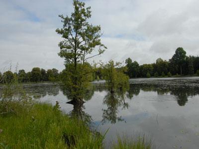 PARC DE LA FERTÉ VIDAME