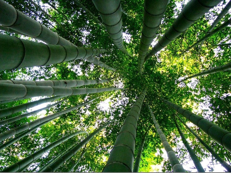 JARDIN LES BAMBOUS DE PLANBUISSON