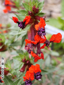 JARDIN EXOTIQUE DU KESTELLIC