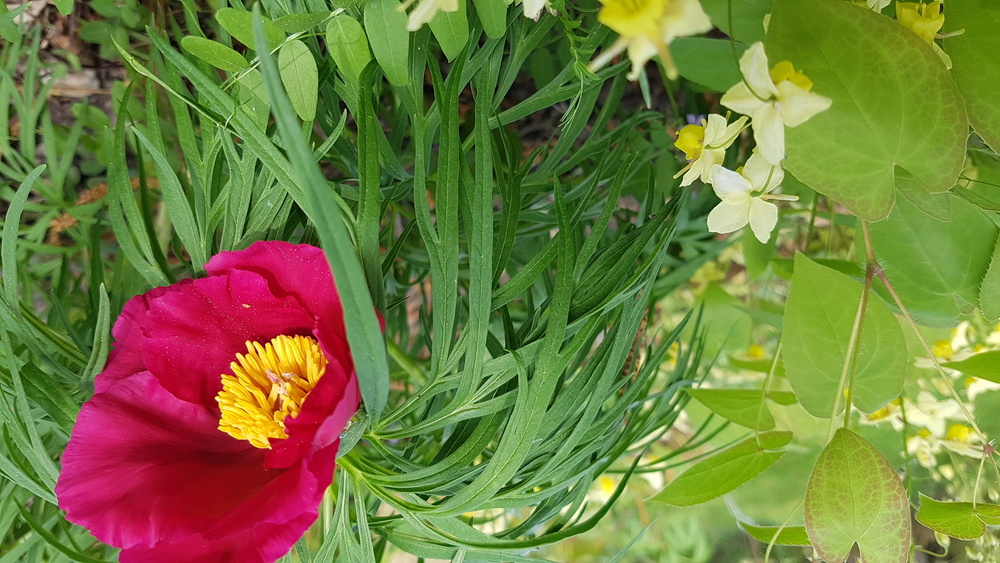 Le Jardin Chez Pia et Alain