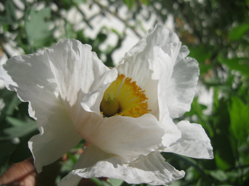 JARDIN SOUS LES CÔTES