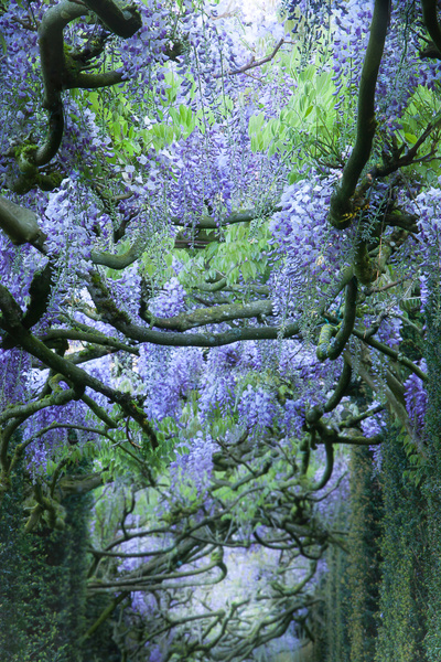 JARDINS DU CHÂTEAU DE LA BALLUE