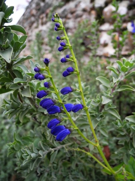 Jardins du château de l'Arthaudière