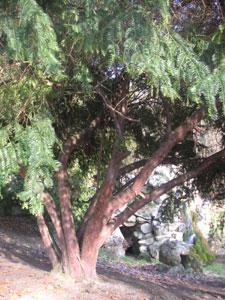 Arboretum de Segrez
