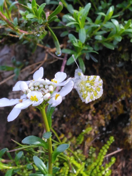 Jardin botanique alpin de la Jaÿsinia