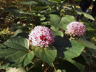 Les Jardins du Cap d'Arbon