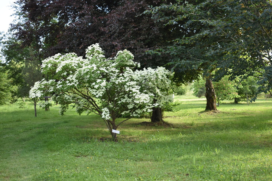 Arboretum Adeline