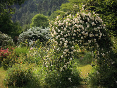 ROSERAIE DE BERTY