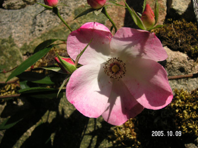 JARDIN DE MARDALOUX