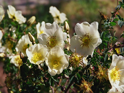 JARDIN D'EDEN DU CHÂTEAU DU COLOMBIER