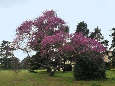 Parc du Château d'Espeyran