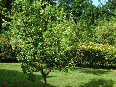 LE JARDINS DE BONNEVILLE