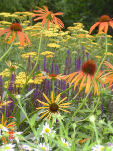 LE JARDIN D'ADOUÉ