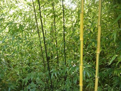 JARDIN DU CLOS DE SAINT SATURNIN