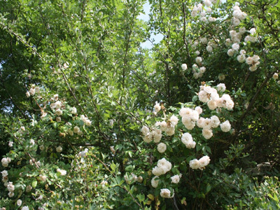 JARDINS DE LA CROZE