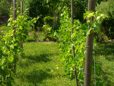 JARDIN SENSORIEL DU SITE DU NEUHOF