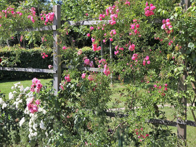 Le jardin botanique d'Alkinoos