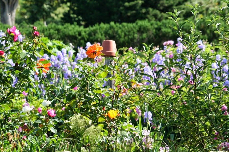 LES JARDINS DU MUSÉE INTERNATIONAL DE LA PARFUMERIE