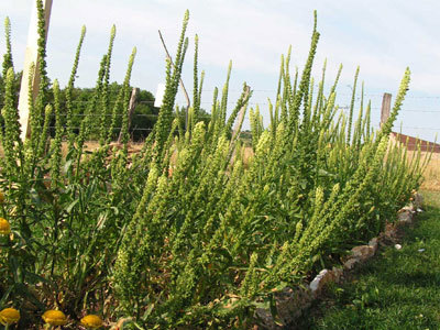 JARDIN BOTANIQUE TEXTILE