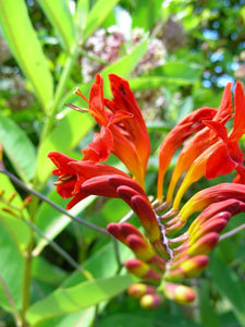 Les Jardins de Lornay