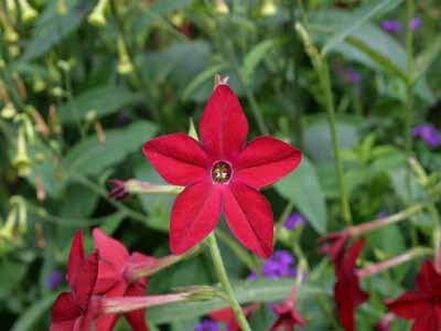 JARDINS DU NOUVEAU MONDE