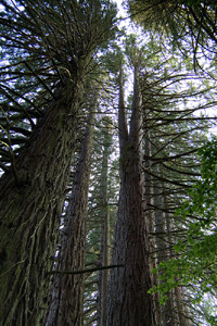 PARC ET JARDIN DE LA CHAUX