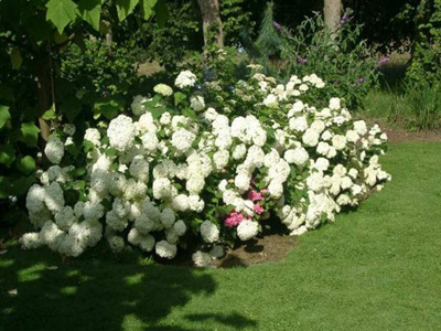 SHAMROCK COLLECTION NATIONALE D'HYDRANGEA (CCVS)