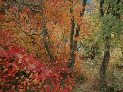 ARBORETUM NATIONAL DES BARRES