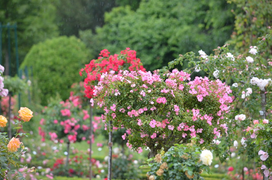 Parc de Bagatelle