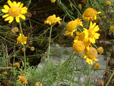 JARDIN TEXTILE DU MUSÉE DE LA CHEMISERIE