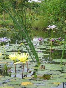 Les Jardins d'eau