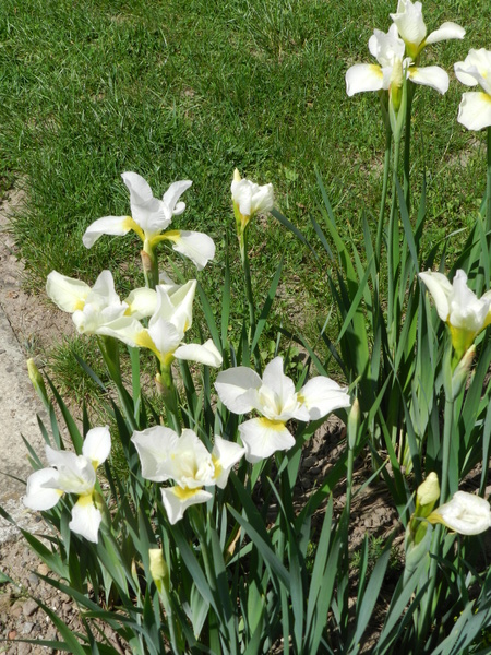 Jardin 'Les Charmes'