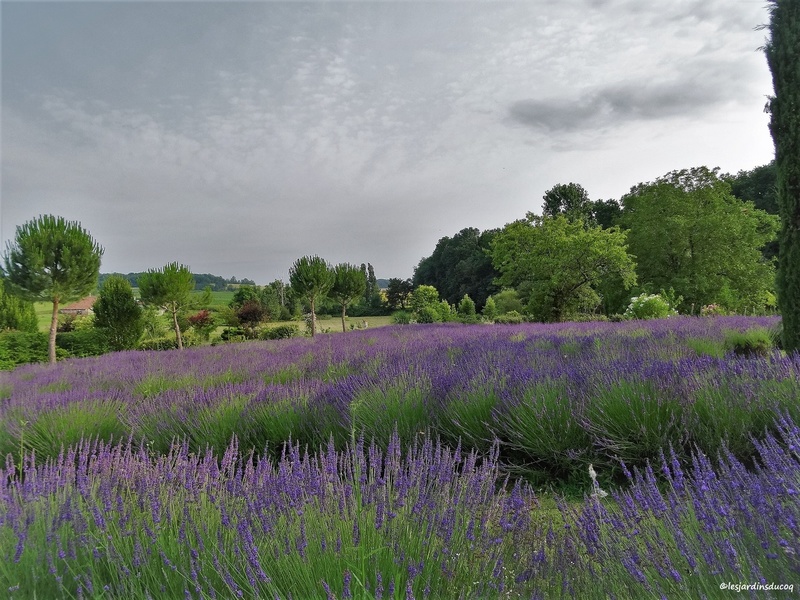 LES JARDINS DU COQ