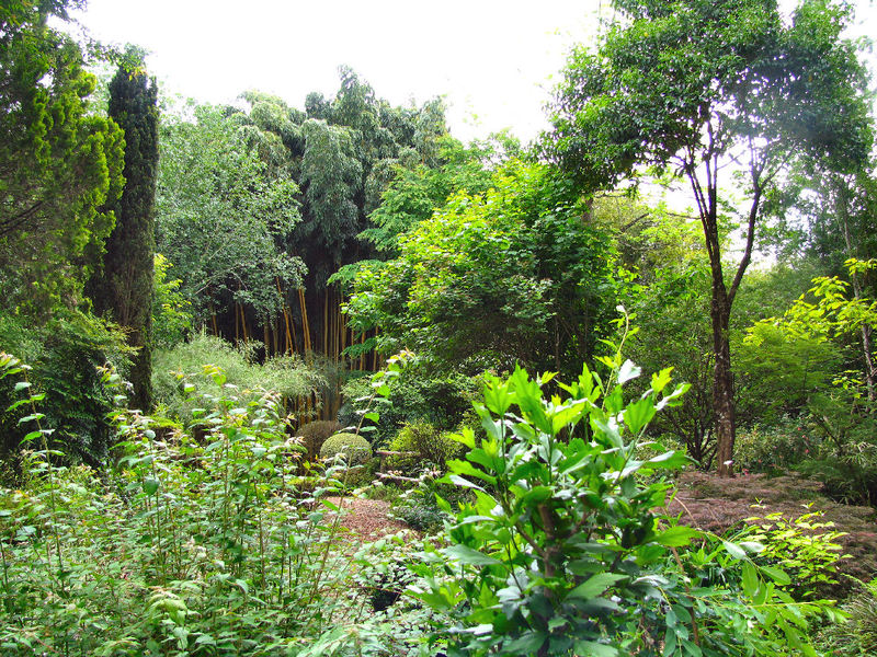 JARDIN LES BAMBOUS DE PLANBUISSON