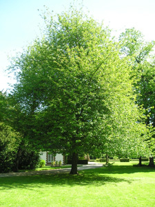 PARC ET JARDIN DE BARBEREY SAINT-SULPICE