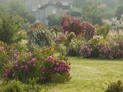 Roseraie des Pommiers