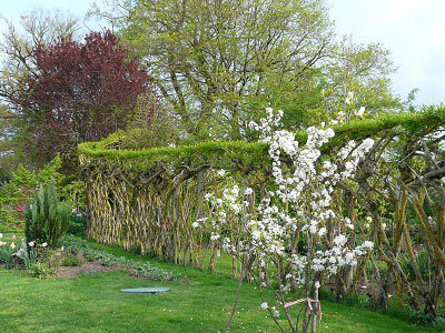 LE JARDIN DES PLANTES