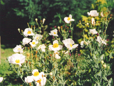 LE JARDIN DE LA MAROTTE